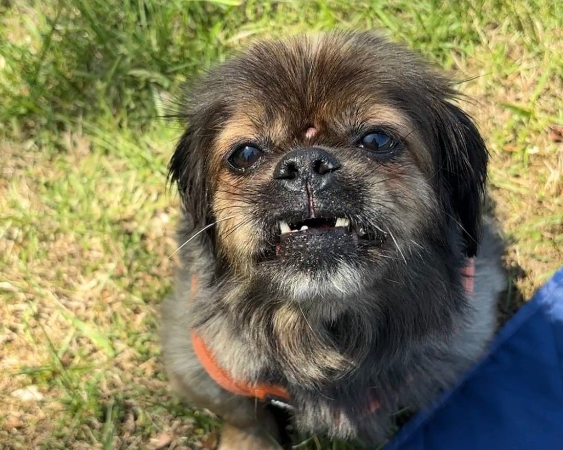 Freeze-Dried vs. Dehydrated Dog Treats: Which One’s Better?